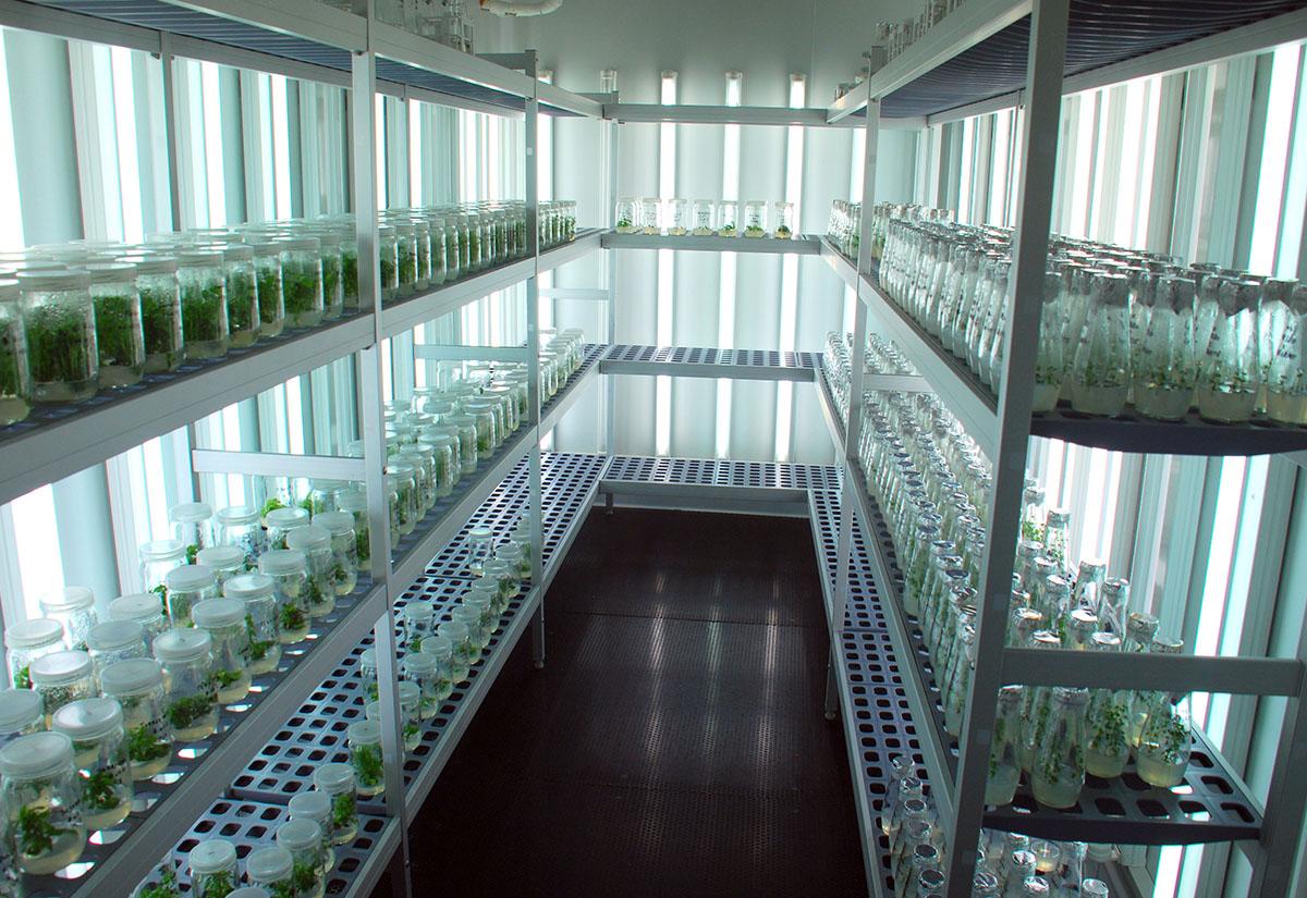 Cultivos vegetales conservados en condiciones de laboratorio