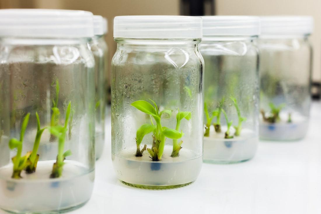 Plántulas creciendo en frascos estériles de laboratorio