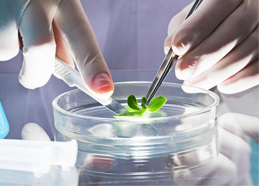 Cultivo vegetal en laboratorio para saneamiento fitosanitario